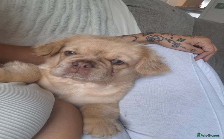 French Bulldog dogs for sale - Advert 1