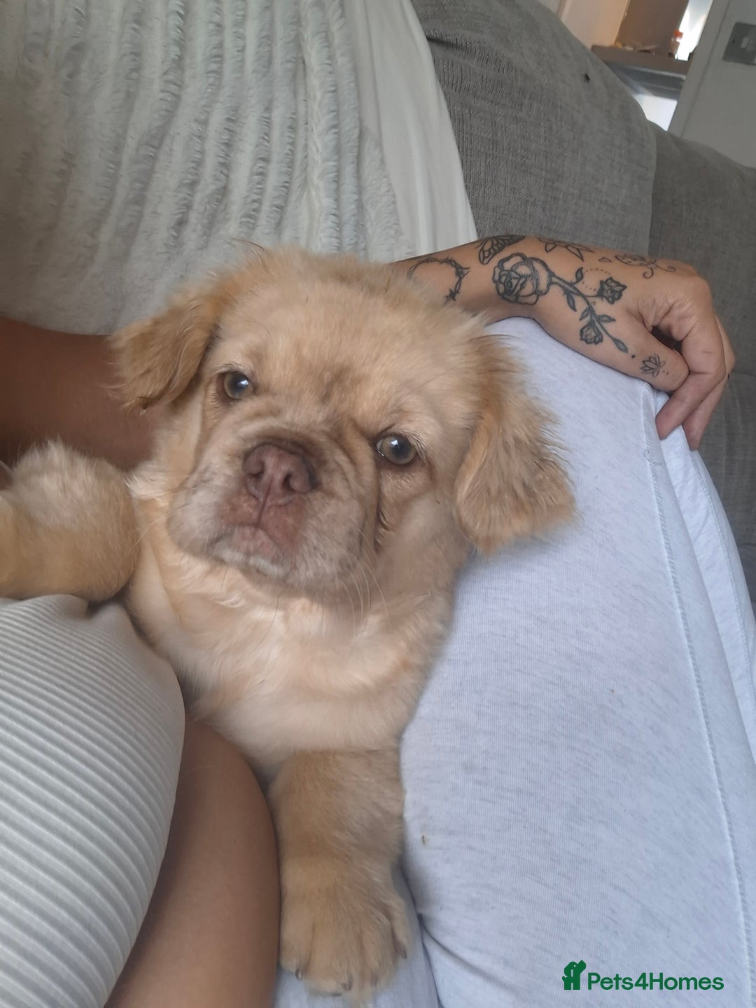 French Bulldog dogs for sale: French bulldog fluffy - Image 1