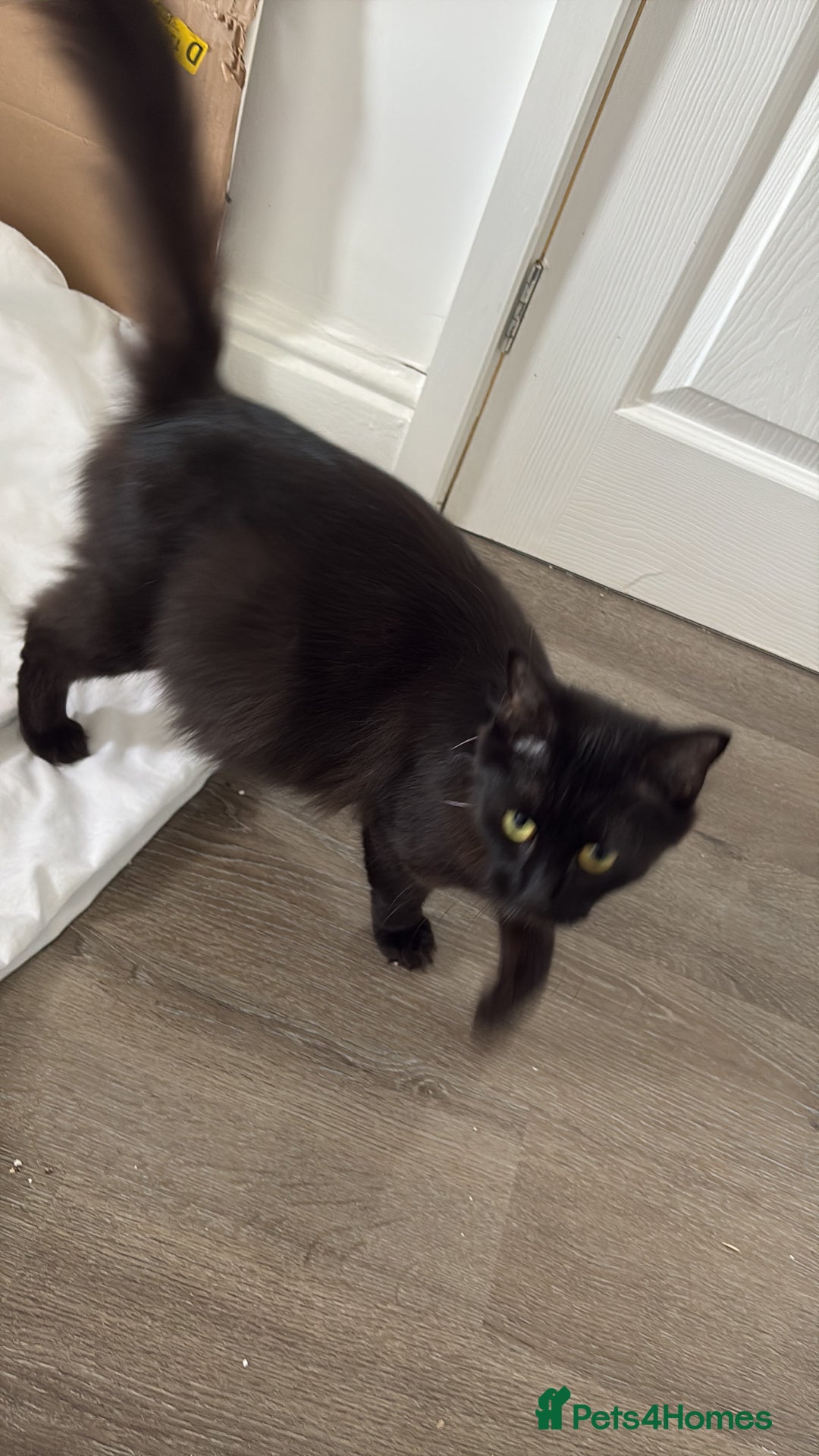 Mixed Breed cats for sale: Adorable Litter of Kittens ready for  🎄🐾 — £150 - Advert 1