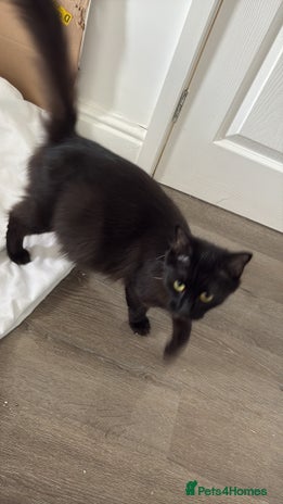 Mixed Breed cats Mixed kittens - Advert 1