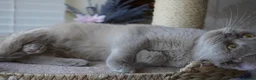 Scottish Fold cats for sale: ⚜️Beautiful Nina⚜️ - Advert 5