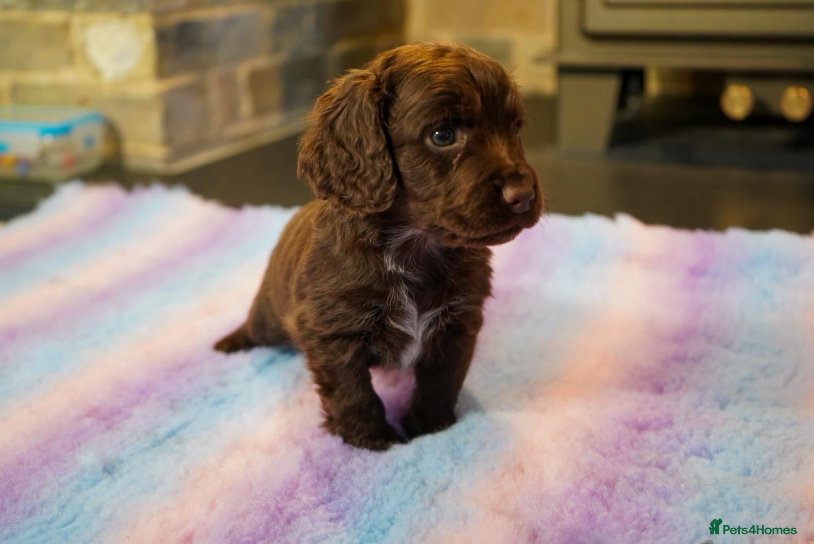 Cocker Spaniel dogs Chocolate, Blue Roan & Black Cocker Spaniel Babies - Advert 6