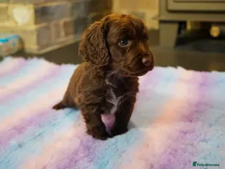 Cocker Spaniel dogs Chocolate, Blue Roan & Black Cocker Spaniel Babies - Advert 6