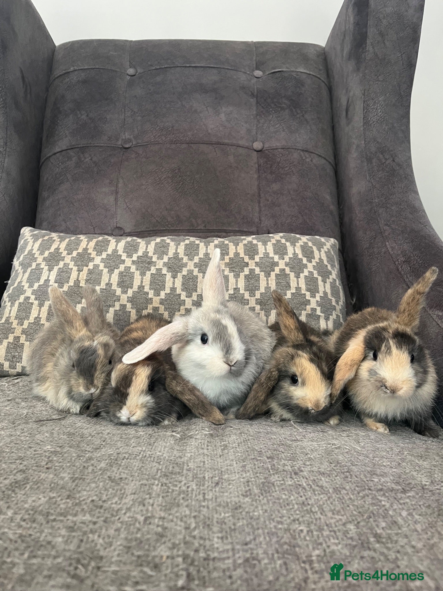Mini Lop rabbits Mini lop bunnies for sale - Advert 1