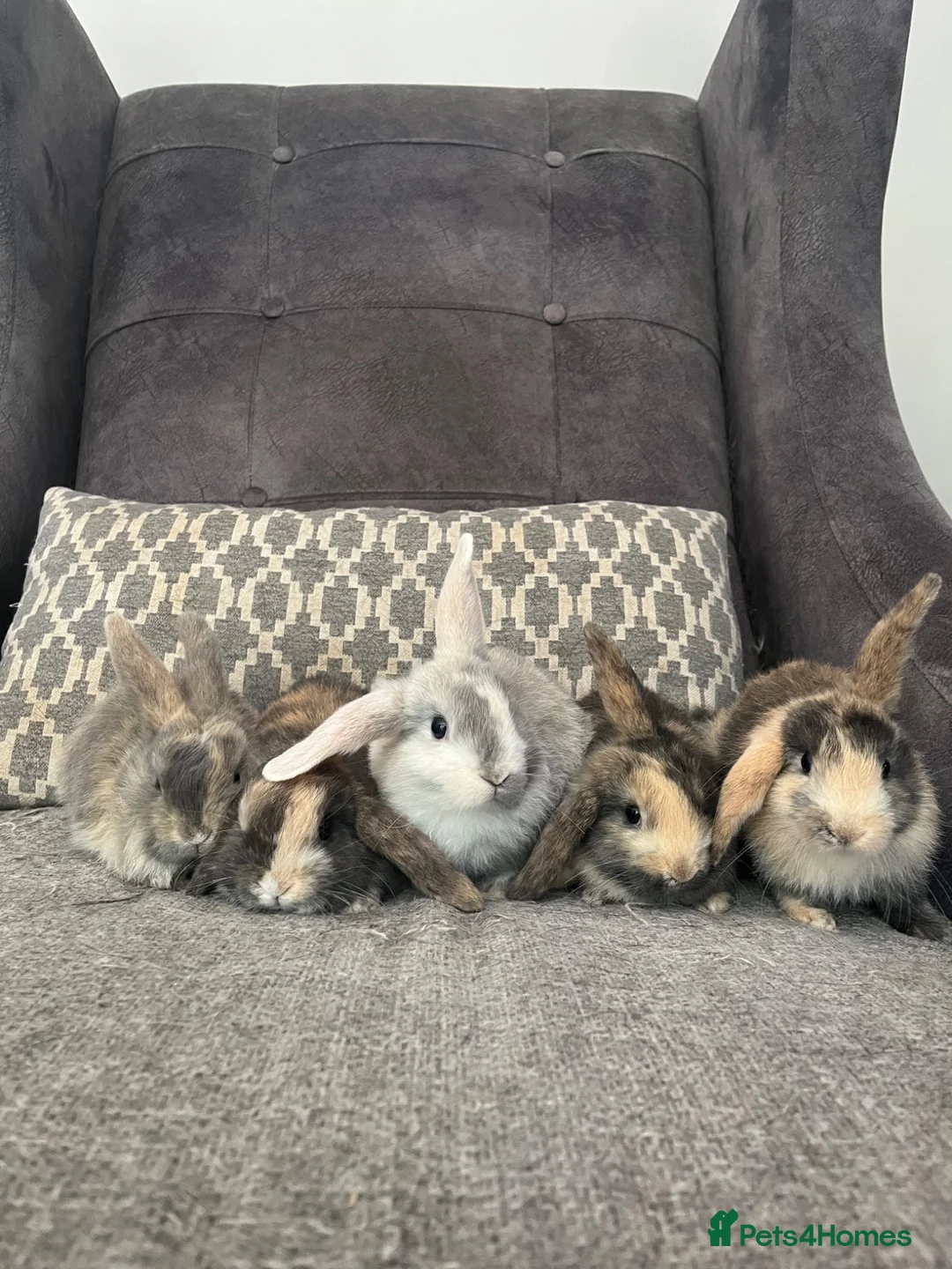 Mini Lop rabbits for sale: Mini lop bunnies for sale - Advert 1