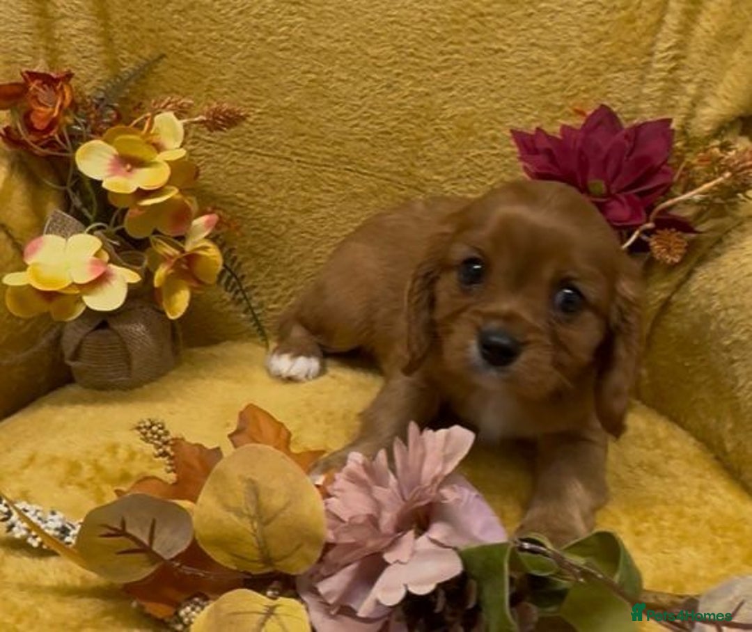 Cavalier King Charles Spaniel dogs for sale: 🐾Beautiful cavalier king Charles🐾  - Image 10