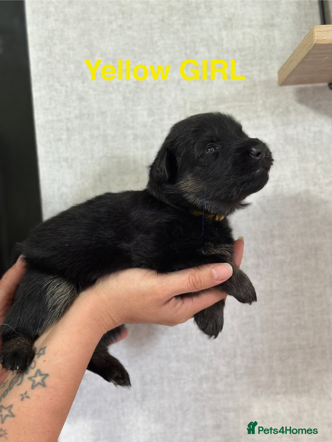German Shepherd dogs for sale: German shepherd puppies  - Image 10