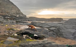 Cockalier dogs for sale: Rehoming Two Young Female Spaniels  - Image 6