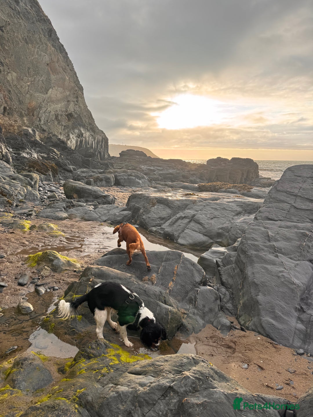 Cockalier dogs for sale: Rehoming Two Young Female Spaniels  - Image 6
