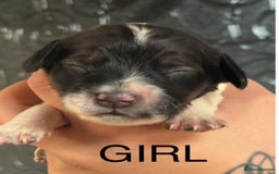 Cocker Spaniel dogs for sale: Healthy Loving Cocker Spaniels  - Image 12