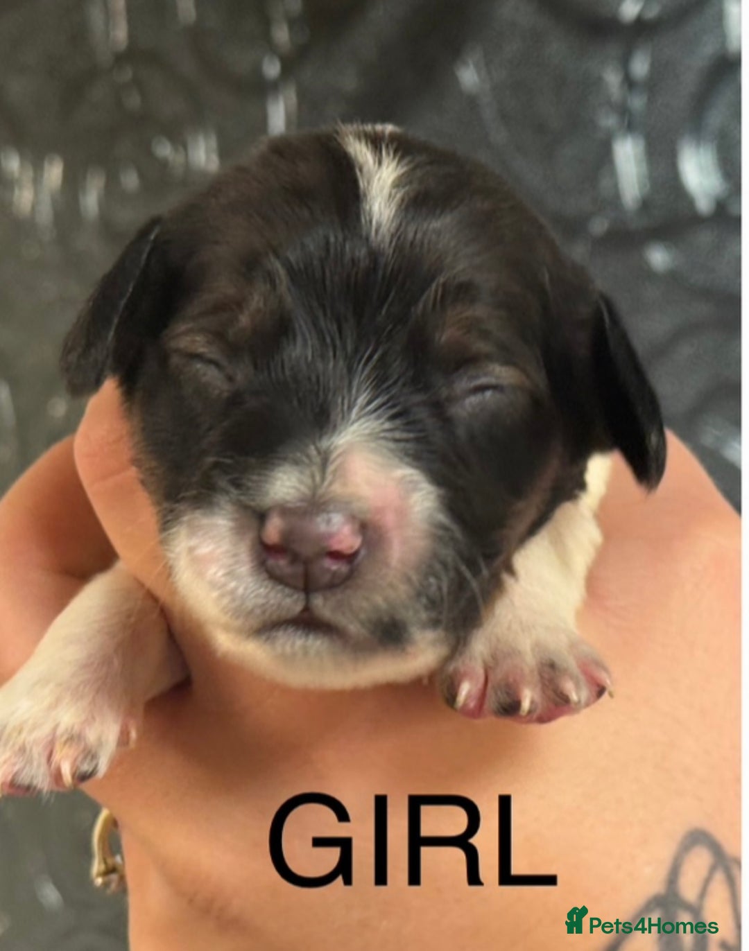 Cocker Spaniel dogs for sale: Healthy Loving Cocker Spaniels  - Image 12
