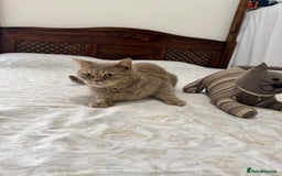 Mixed Breed cats for adoption: ASH - ADORABLE AFFECTIONATE BOY - Image 2
