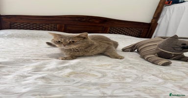 Mixed Breed cats - Advert 4