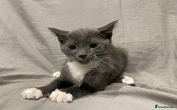 Mixed Breed cats for sale: Kittens for sale  - Image 12