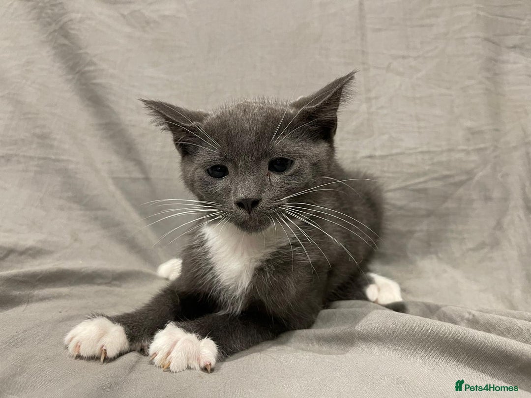 Mixed Breed cats for sale: Kittens for sale  - Image 12