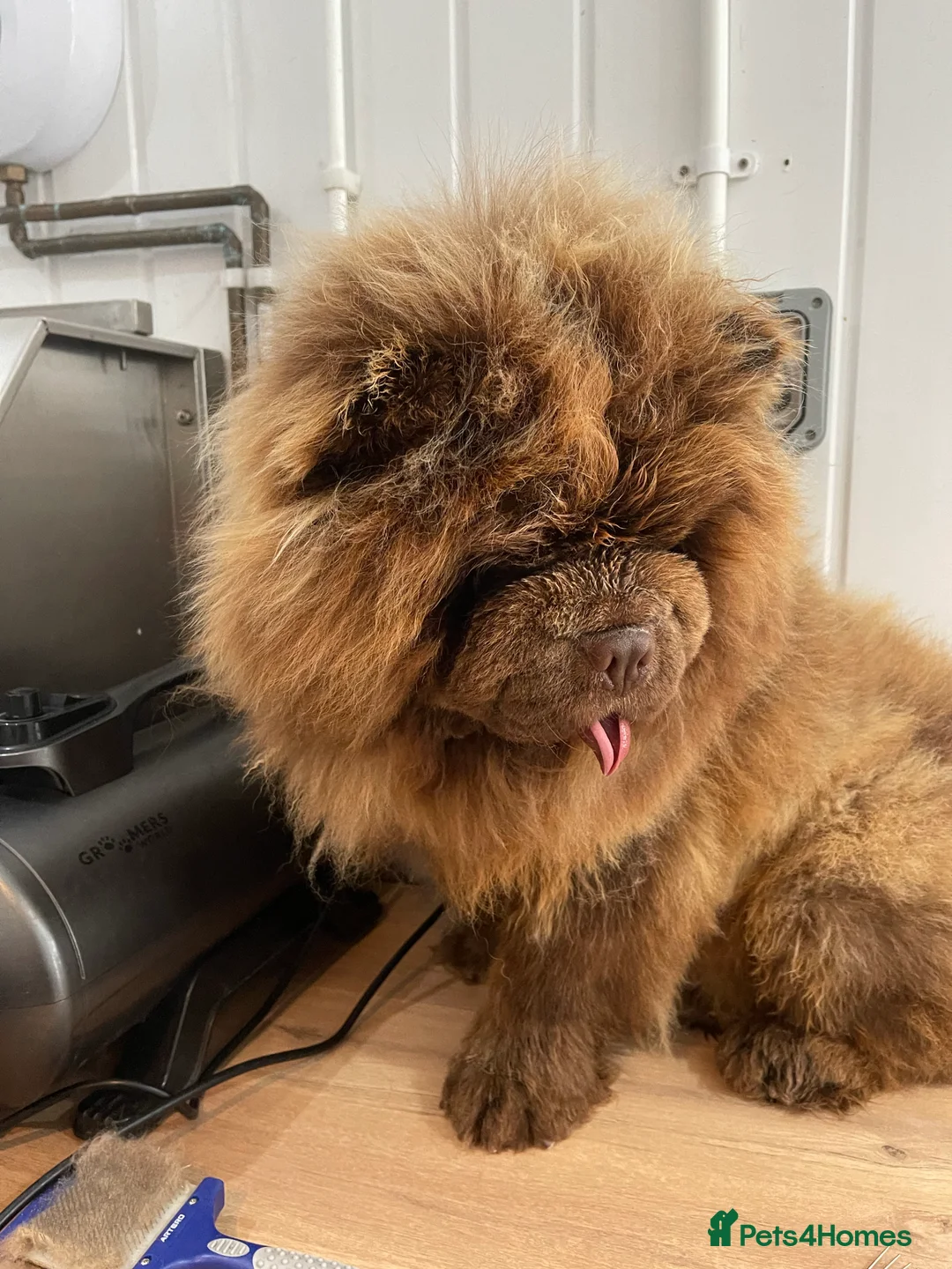 Chow Chow dogs for stud: Outstanding Chocolate kc Reg Stud Boy in Pontefract - Advert 2