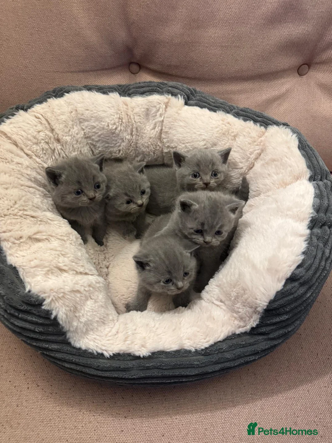 British Shorthair cats for sale: lovely british short hair - Advert 8