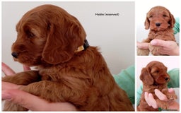 Cockapoo dogs for sale: Stunning F1 Red Miniature - Health Tested Parents - Image 6