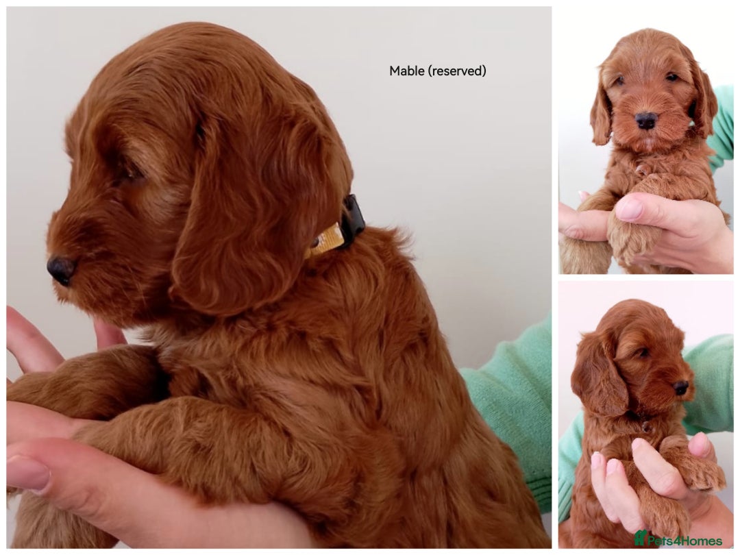 Cockapoo dogs for sale: Stunning F1 Red Miniature - Health Tested Parents - Image 6