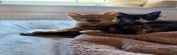 Mixed Breed cats for sale: Maine coon mixed kitten clever and very very sweet in Chelmsford - Advert 19