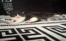 Mixed Breed cats for sale: Toxido kittens  - Image 18