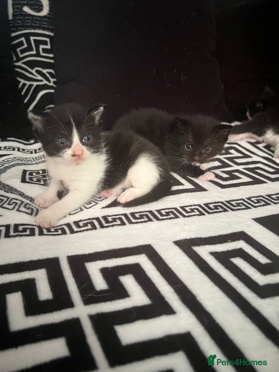 Mixed Breed cats for sale: Toxido kittens  - Image 18