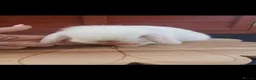 Mini Lop rabbits for sale: Stunning purebred mini lop babies - Advert 13