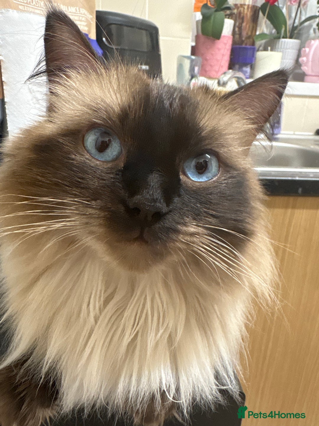 Ragdoll cats for sale: Beautiful Ragdoll Kittens 2 boys 2 girls 😍 - Advert 2