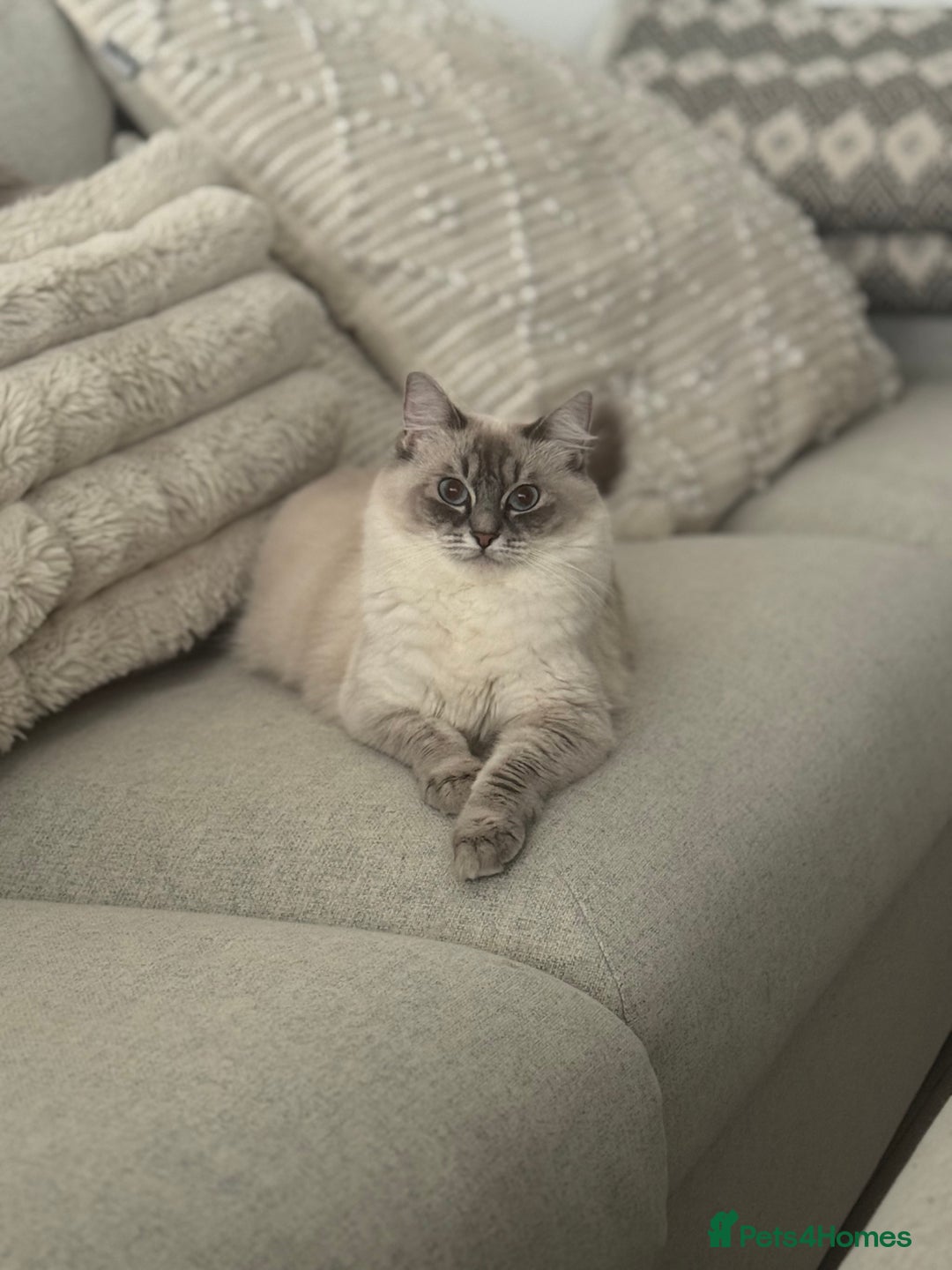 Ragdoll cats for sale: Exceptional Pure Blue Point Ragdoll kitten  - Advert 2