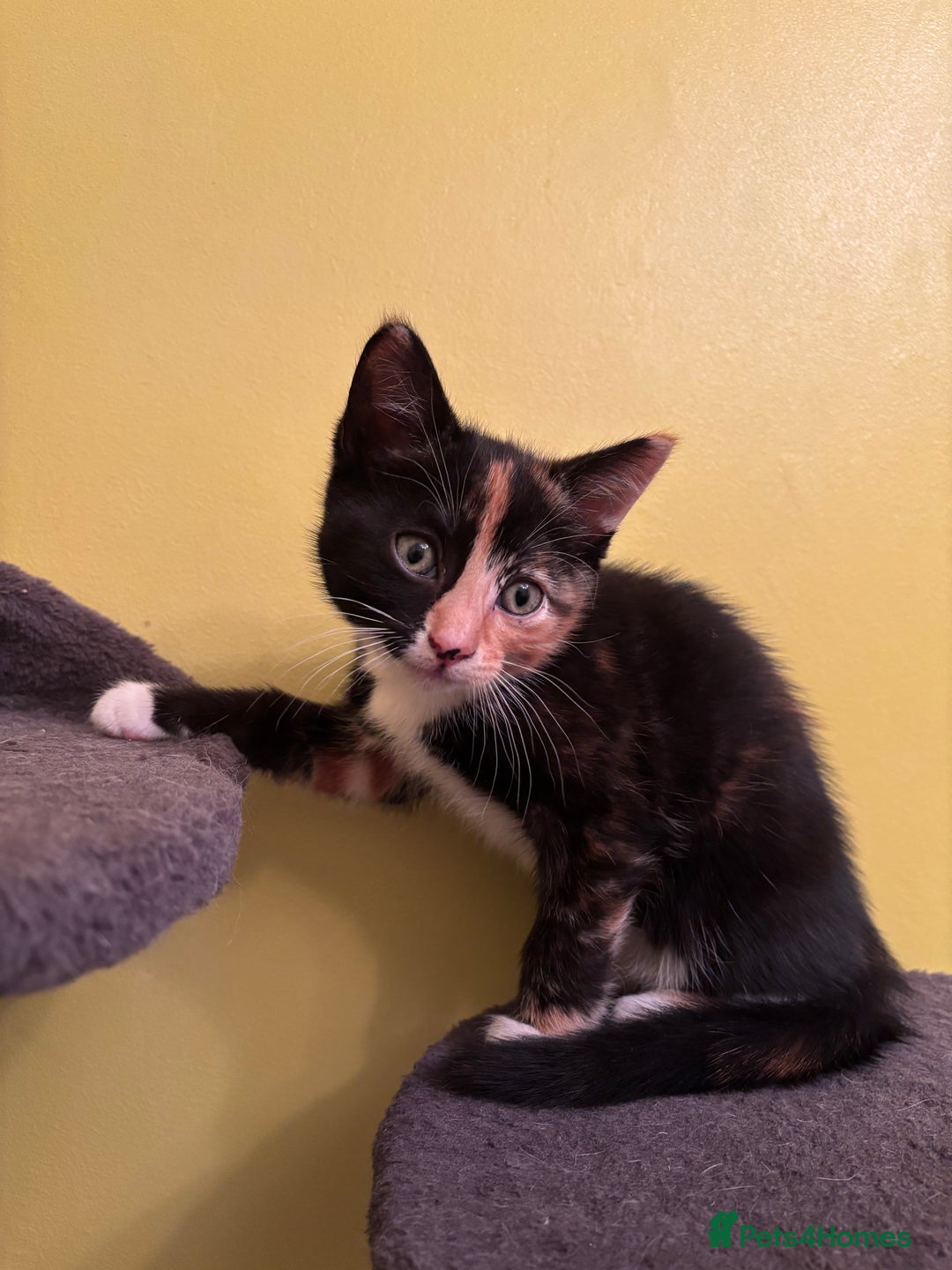 Mixed Breed cats for sale: 2 gorgeous female tabby kittens for sale. - Advert 5