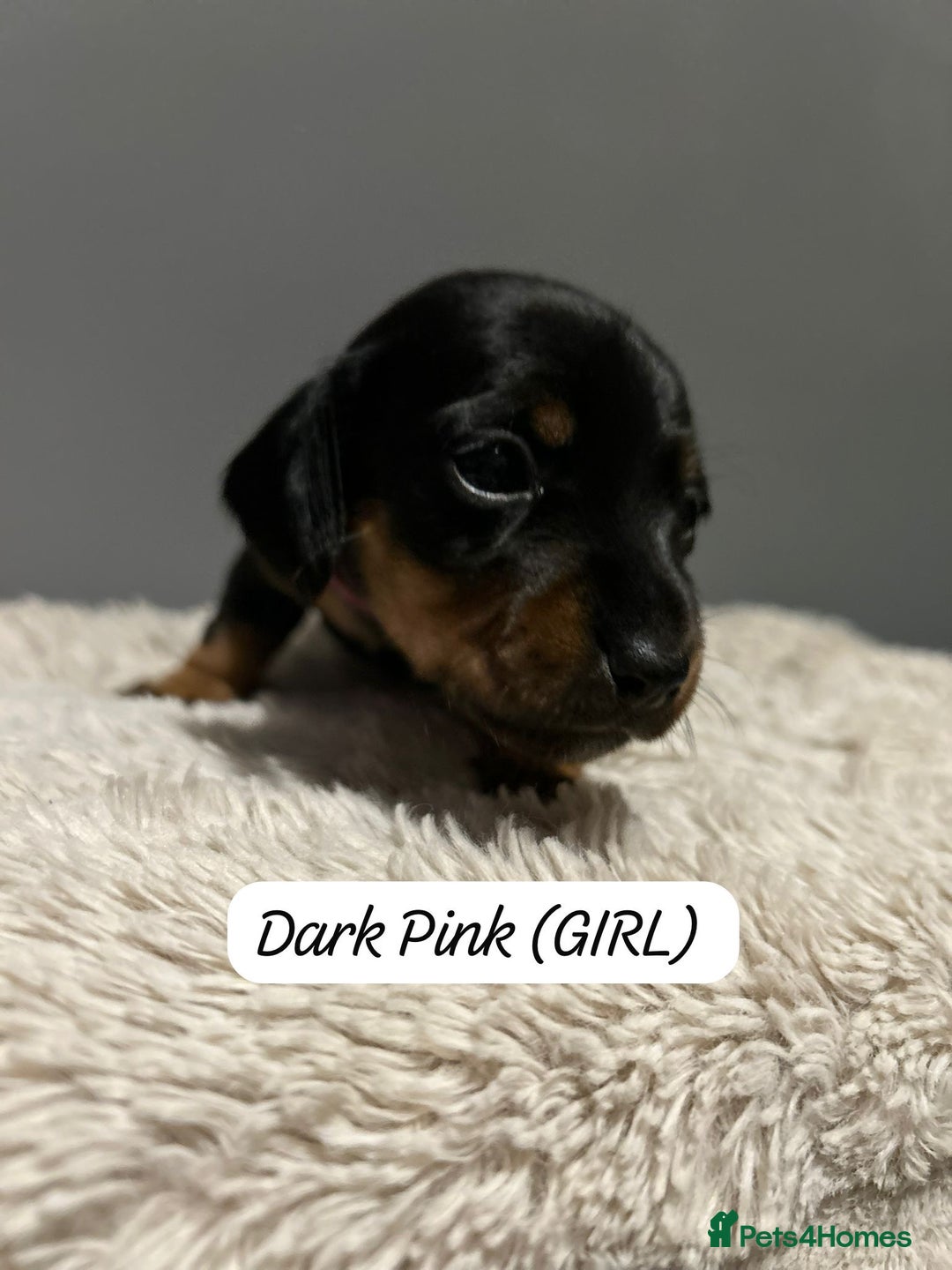 Miniature Dachshund dogs for sale: Miniature dachshund  - Advert 20