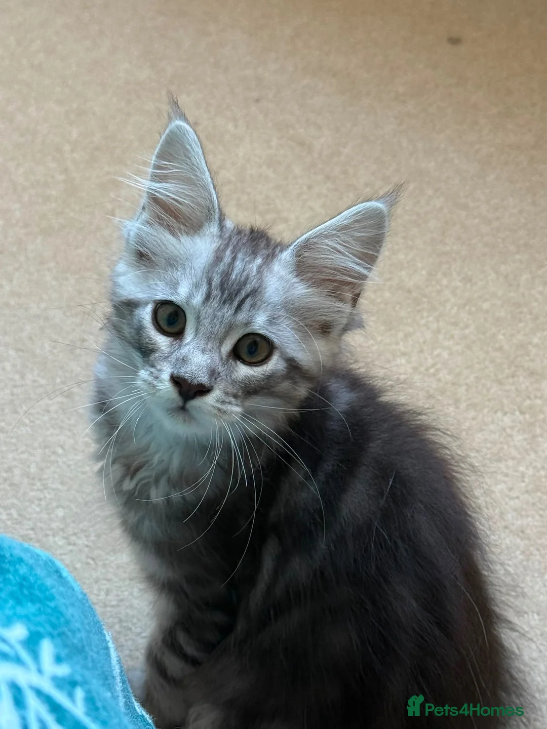 Maine Coon cats for sale: Maine Coon Girl - Ready Now  - Advert 11