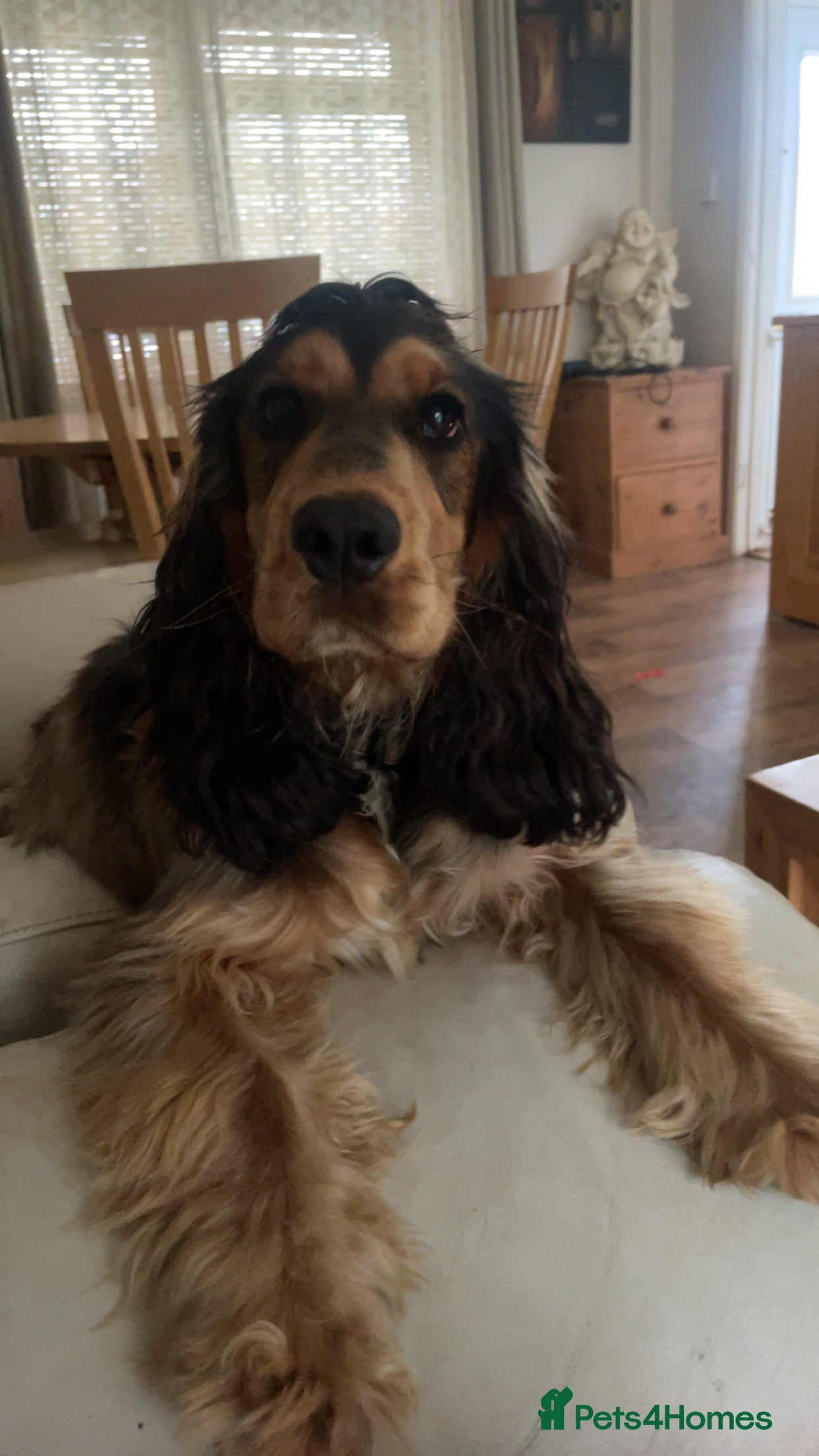 Cocker Spaniel dogs Gentle Cocker Spaniel Pup. - Advert 1