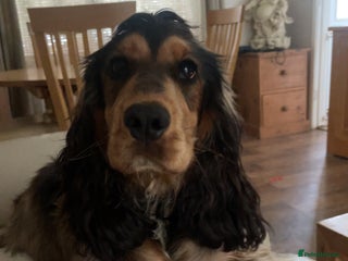 Cocker Spaniel dogs Gentle Cocker Spaniel Pup. - Advert 1