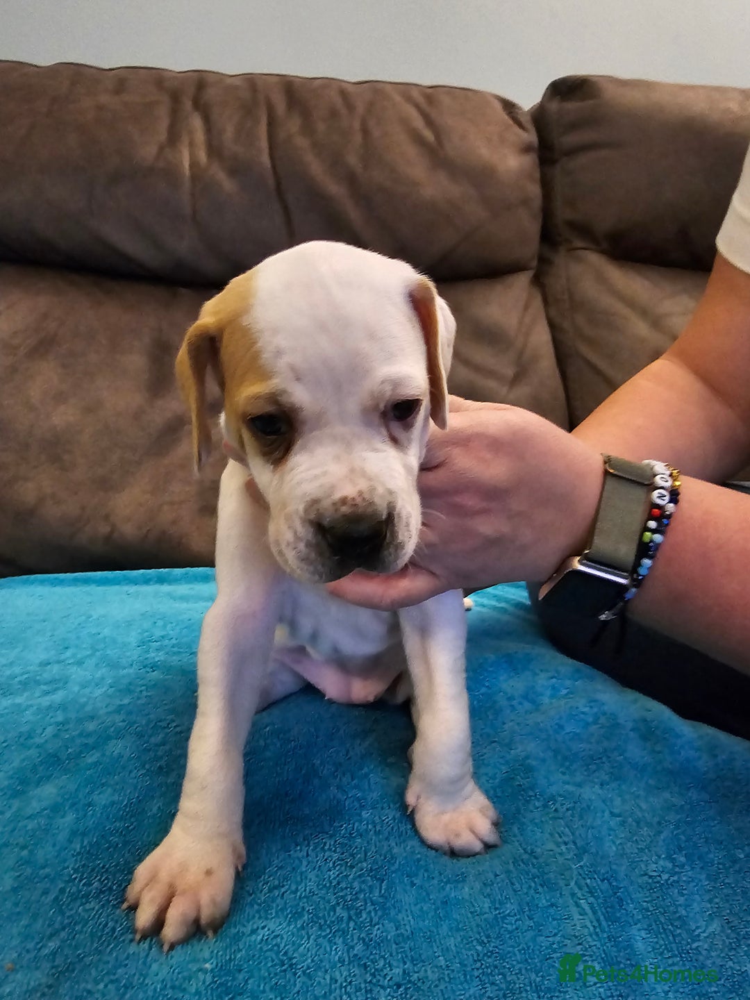 Pointer dogs for sale: Quality Pointer Puppies - Advert 14