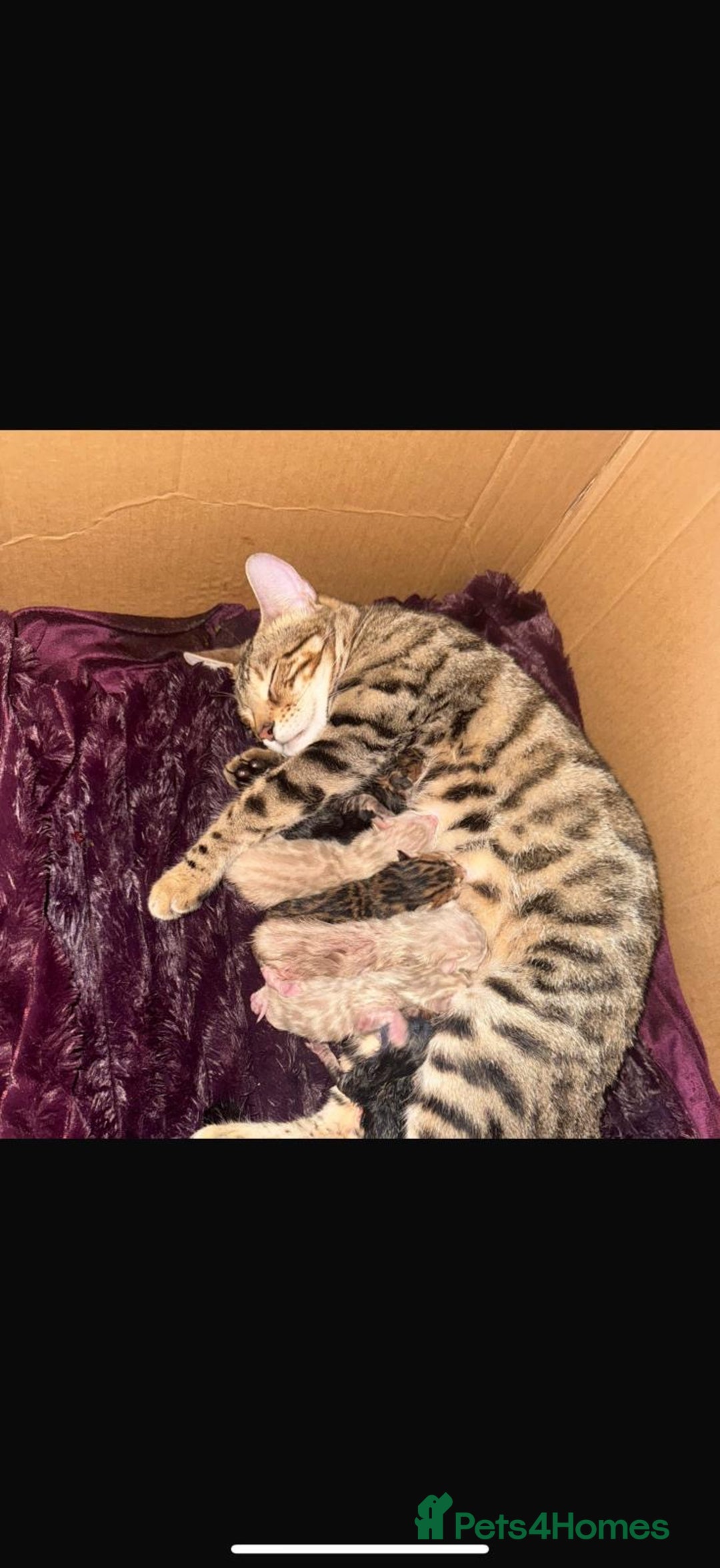 Bengal cats for sale: 🐆Bella's Bengals🐆 - Advert 5
