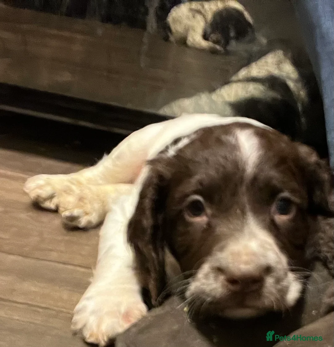 English Springer Spaniel dogs for sale: KC registered Traditional English Springer Spaniel - Advert 6