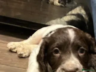 English Springer Spaniel dogs KC registered Traditional English Springer Spaniel - Advert 6