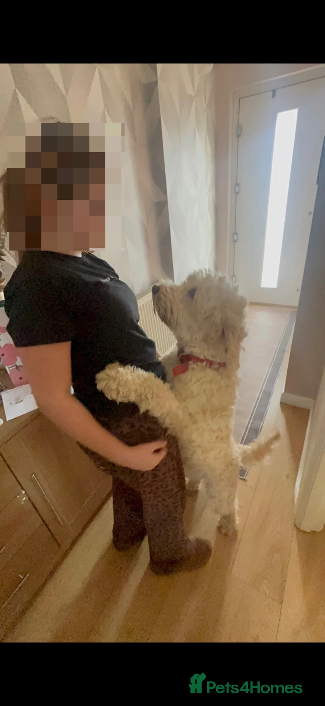 Mini Goldendoodle dogs for sale: Gorgeous Mini Goldendoodle  - Advert 2