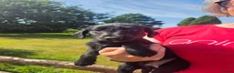 Mixed Breed dogs for sale: Quality Bedlington Terrier X Whippet Puppies - Advert 4