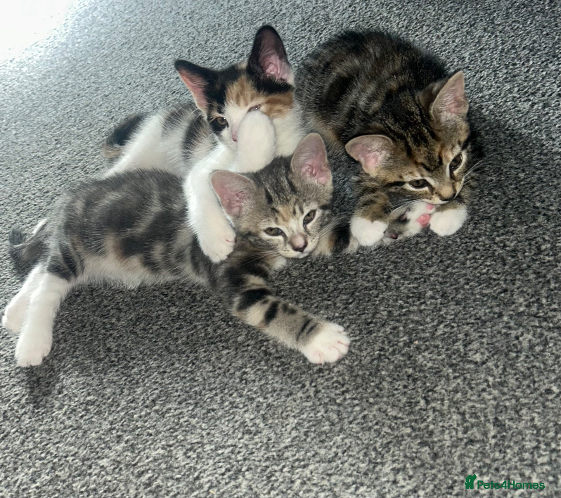 Mixed Breed cats 🐾 Only 3 Beautiful females Remaining 🐾  - Advert 17