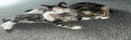 Mixed Breed cats for sale: 3 Gorgeous Female Kittens Ready Now  🐾  - Advert 1