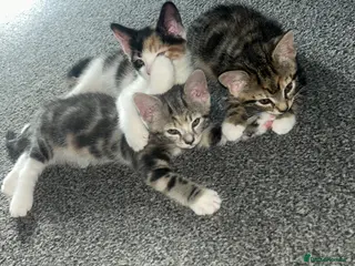 Mixed Breed cats 🐾 Only 3 Beautiful females Remaining 🐾 - Advert 17