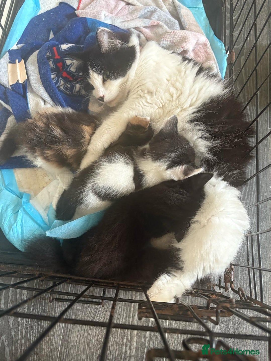 Mixed Breed cats for sale: GORGEOUS KITTENS FOR SALE - Image 6