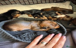 Yorkshire Terrier dogs for sale: Yorkshire Terrier  - Advert 22