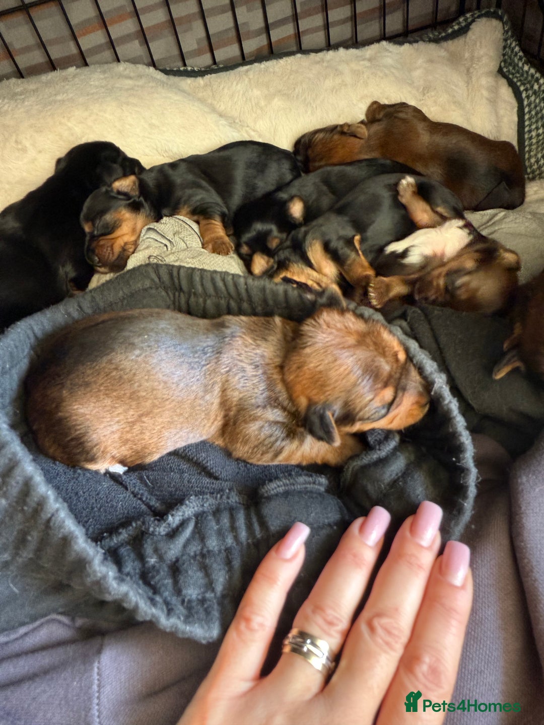 Yorkshire Terrier dogs for sale: Yorkshire Terrier  - Advert 22