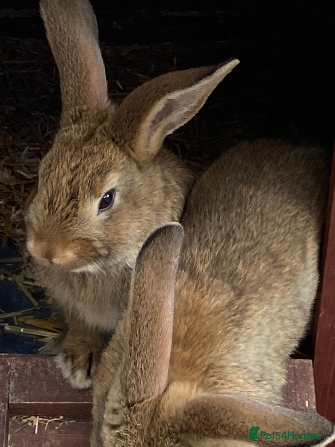 Mixed Breed rabbits for sale: Young rabbit - Advert 5