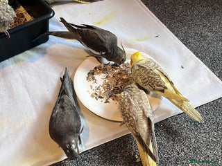 Cockatiels birds Baby hand reared cockatiels - Advert 1