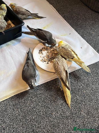 Cockatiels birds Baby hand reared cockatiels - Advert 1