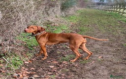 Hungarian Vizsla dogs for sale: KC registered Hungarian Vizsla puppies for end Aug - Image 9
